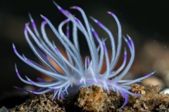 Nudibranch (Unidentia angelvaldesi)