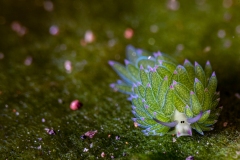 Leaf Sheep Nudibranch (Costasiella Kuroshimae)