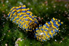 Nudibranch (Costasiella Kuroshimae)