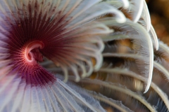 Feather Duster