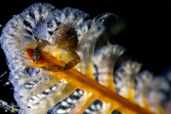 Crab in Sea Pen