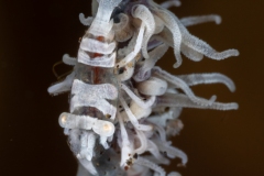 Coral Whip Shrimp