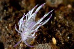Nudibranch (Unidentia angelvaldesi)