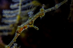 Pipefish