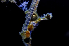 Pipefish