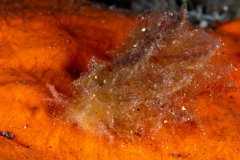 Nudibranch