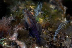 Blenny