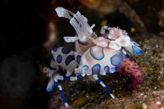 Harlequin shrimp