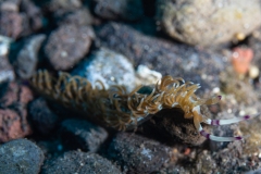 Nudibranch