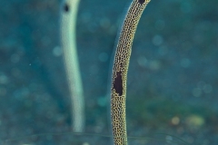 Garden Eel