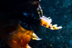 Lion Fish