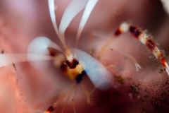 Coral Banded Shrimp