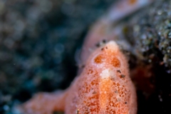 Juvinille Frog Fish