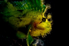Leaf Scorpionfish