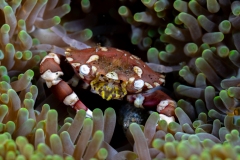 Anemone Crab
