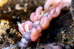Nudibranch