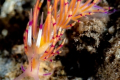 Nudibranch