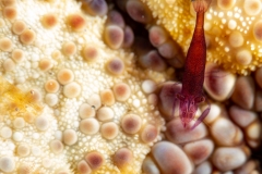 Shimp on Sea Star