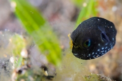 Juvinille Pufferfish with skeleton shrimp