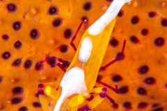 Emperor Shrimp