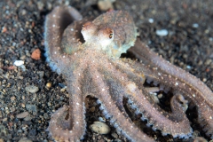 Octopus