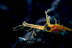 Pipefish