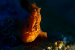Frogfish