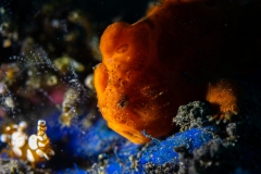 Frogfish and Shrimp