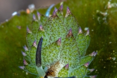 Leaf Sheep Nudibranch (Costasiella Kuroshimae)
