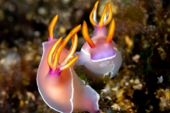 Pink Dorid Nudibranch( Hypselodoris apolegma)