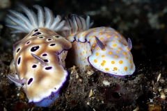 Nudibranch Risbecia-Tryoni