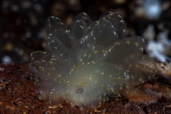 Nudibranch (Cyerce elegance )