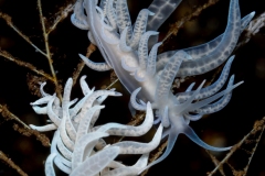 Nudibranch (phyllodesmium)