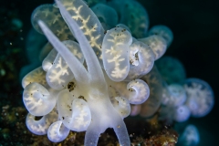 Nudibranch (phyllodesmium)