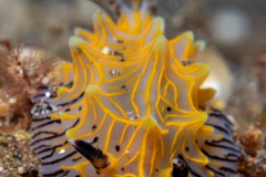 Nudibranch