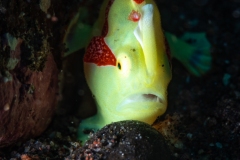 Juvinille Frogfish