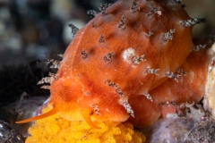 Cowrie shell with eggs.