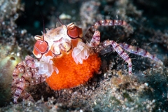 Pom Pom Crab with eggs