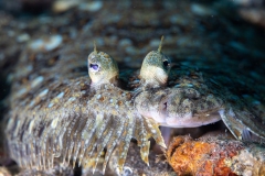 Flounder