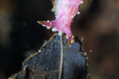 Aegires sp Nudibranch