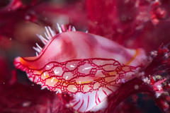 Allied Cowrie Shell (Prionovolva brevis)