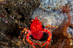 Alogalatea Crab