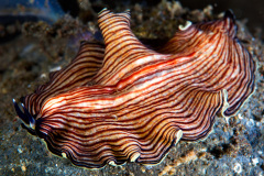 Armina sp. Nudibranch
