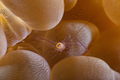 Bubble Coral Shrimp