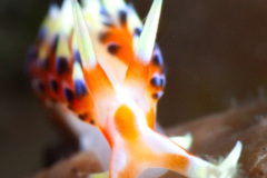 Caloria Indica Nudibranch