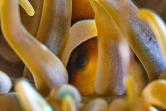 Clown Fish in Anemone