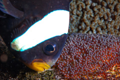 Clownfish with eggs