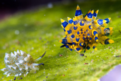 Costasiella Kuroshimae and Stiliger Ornantus  Nudibranch