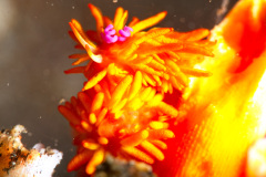 Cup-Coral Nudibranch - Phestilla melanobrachia