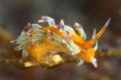 Cuthona Nudibranch